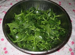 穿心莲洗干净，摘成小段