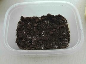 再撒上一层奥利奥碎