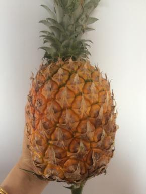 新鲜菠萝一个。