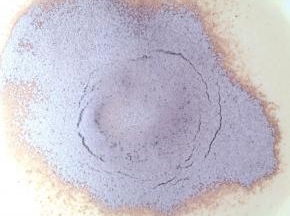筛入低筋面粉和可可粉的混合物，用刮刀小心地从底部往上翻拌，使蛋糊和面粉混合均匀。
切记不要画圈搅拌，以免消泡。