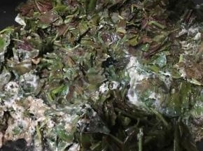 大火烧热油后倒入蛋糊翻炒至断生，再加入适量盐继续大火翻炒。