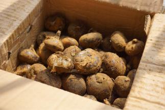 这是之前收到的荸荠