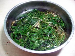 氽好水的婆婆丁用凉水过一下