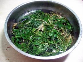 氽好水的婆婆丁用凉水过一下