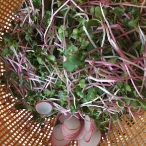 萝卜苗去根洗净，控干水份，红萝卜切片。