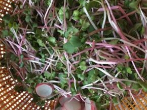 萝卜苗去根洗净，控干水份，红萝卜切片。