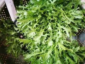 我自己种的苦菊，嘿嘿，直接采割的新鲜的