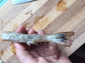 用小刀划开虾肚，剔除虾线