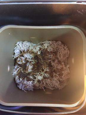 中途10分钟后加入调料，再继续搅伴直至整个程序完成即可