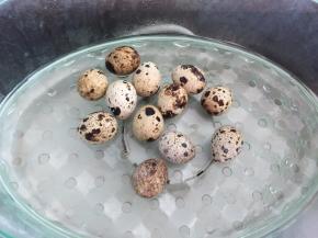 鹧鸪蛋放入蒸锅里蒸熟