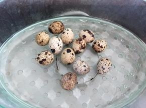 鹧鸪蛋放入蒸锅里蒸熟
