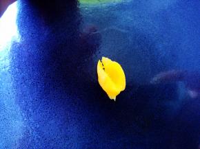 取最小的一片在盘子里团成一个小圈，做花蕊。