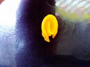 再围上一片（第二片要包住第一片的封口处）