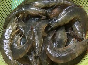 虾去枪去须挑虾线