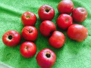 山楂两侧挖小孔备用，可以借用笔帽。