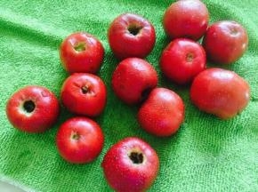 山楂两侧挖小孔备用，可以借用笔帽。