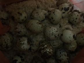 鹧鸪蛋和粗盐依次一层盐一层鹧鸪蛋放入陶瓷罐里15天