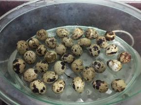 然后将鹧鸪蛋放入蒸锅里蒸熟即可