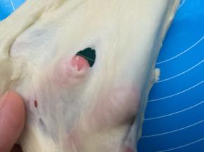 和面结束，取出面团，检查面团状态，这款面包不用追求手套膜，达到扩展阶段就可以了，也就是撑开面团，用手指捅个洞，洞口边缘呈锯齿状。