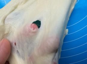 和面结束，取出面团，检查面团状态，这款面包不用追求手套膜，达到扩展阶段就可以了，也就是撑开面团，用手指捅个洞，洞口边缘呈锯齿状。