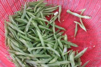 1.豆角洗干净去除两头，切成小块！

