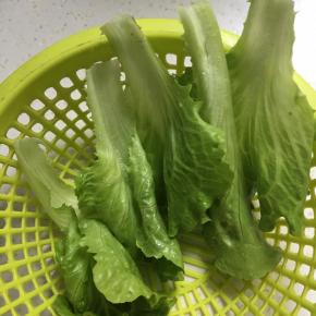生菜先洗净控水