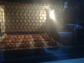 送入提前预热好的烤箱，以上下火175度烘烤20分钟即可。