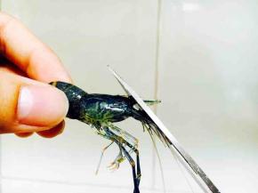 剪去小河虾的虾枪和虾须子，从小河虾身子的第二节挑出虾线，清洗干净。