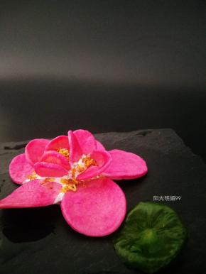 芙蓉披红鲜。