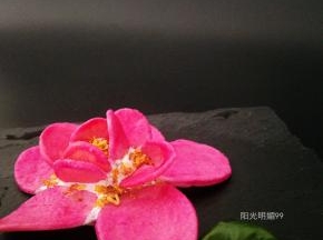 芙蓉披红鲜。