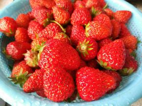 摘取新鲜草莓，洗净