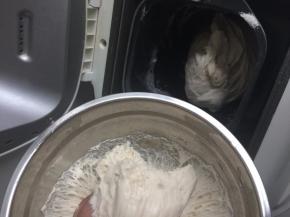 再放入高筋面粉、全麦粉和干酵母粉，种面撕成小块也一起放入面包机里，按和面键