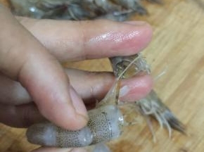 2. 先把虾洗干净，去掉虾头，去虾头的同时把虾肠也一并拉出