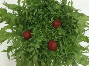 苦菊一棵