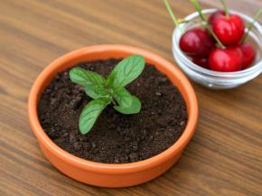 插入1枝薄荷叶，希腊酸奶盆栽就完成了。