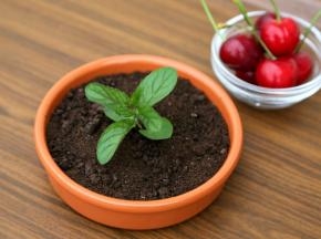 插入1枝薄荷叶，希腊酸奶盆栽就完成了。