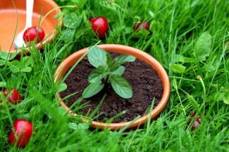 盆栽完毕，咱们放到花园里吧！