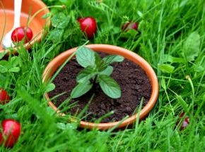 盆栽完毕，咱们放到花园里吧！