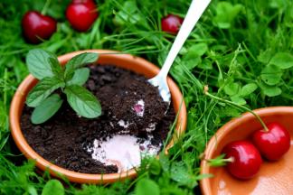 还是我们吃掉好了，我肚子好饿呀！