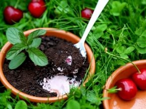 还是我们吃掉好了，我肚子好饿呀！