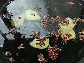 2. 锅里做冷水，放入姜片，花椒，大料，大火