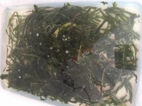 海带放水里泡发，我买的是干的海带丝