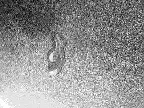 电饼铛预热，放少许油。