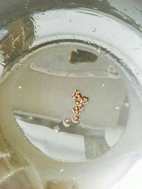 锅中倒油，放花椒。