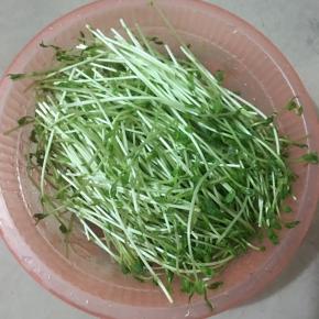 豆苗洗净沥干水分备用。