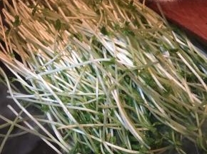 倒入豆苗不停翻炒。