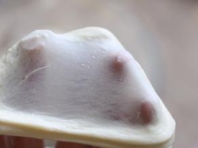 揉至能拉出面膜如图，结束和面，保鲜膜覆盖基础发酵。