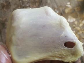 揉至成光滑面团后，加入黄油，继续揉至扩展阶段。