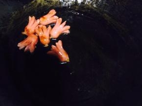 小火煎炸，防止油温喷溅。红香肠的八爪鱼样就出来了，捞出待用。