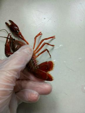抓住龙虾的尾巴可以看到有三瓣